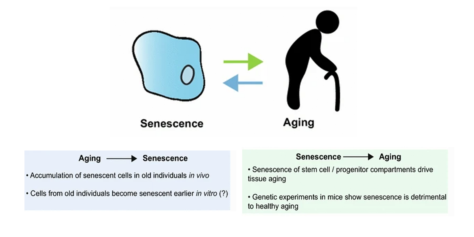 Cell Process How is cellular senescence related to aging?